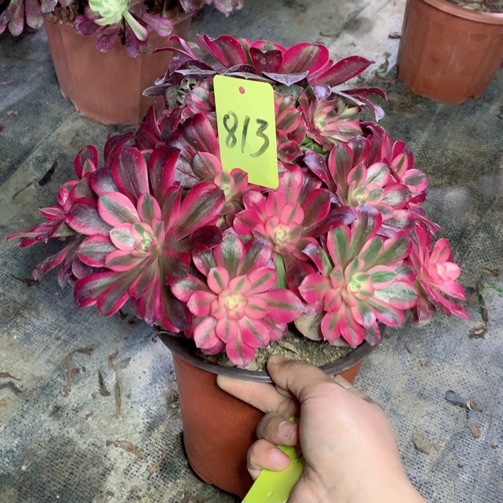 813美杜莎多肉一物一拍～