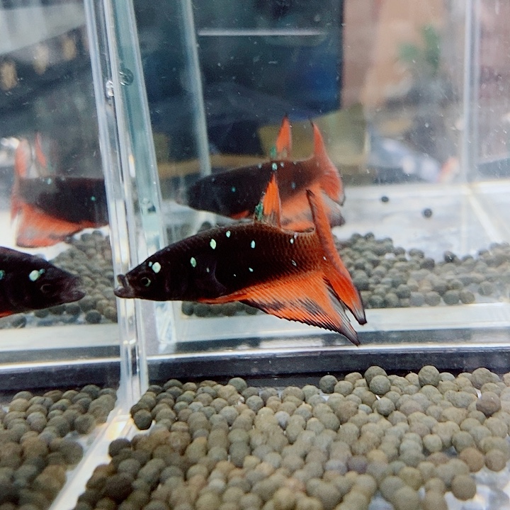 海***鲸斗鱼蓝58号巨斗半月母