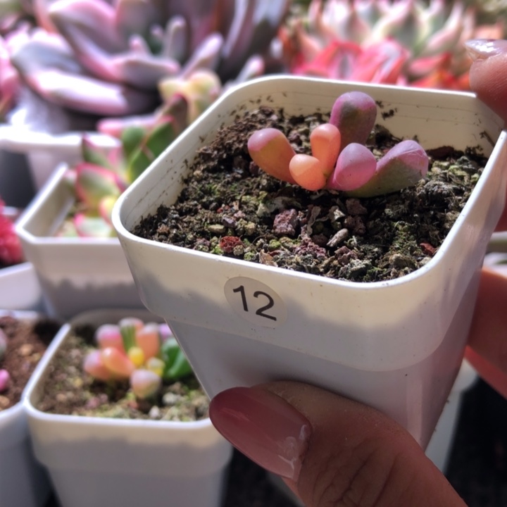 福利五十铃玉锦有根