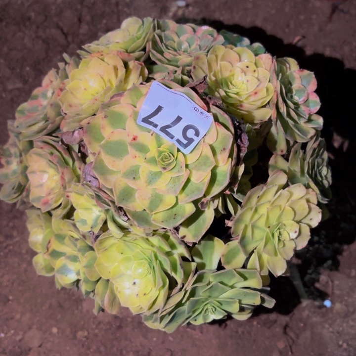 577雨荷多肉植物不售后