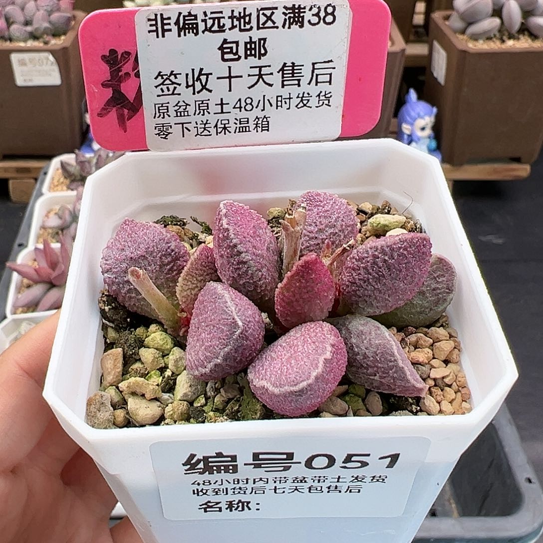 051哈默猪肝多肉