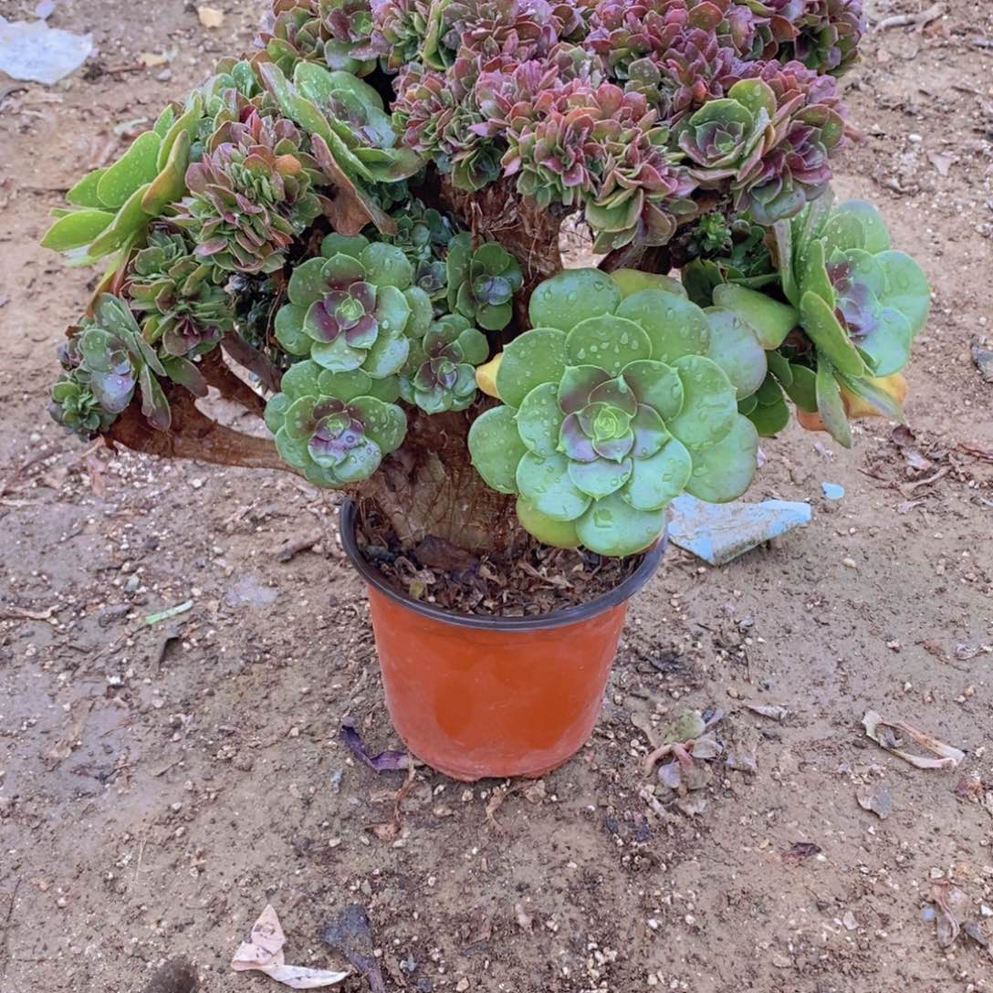 1113 号一物一拍多肉植物