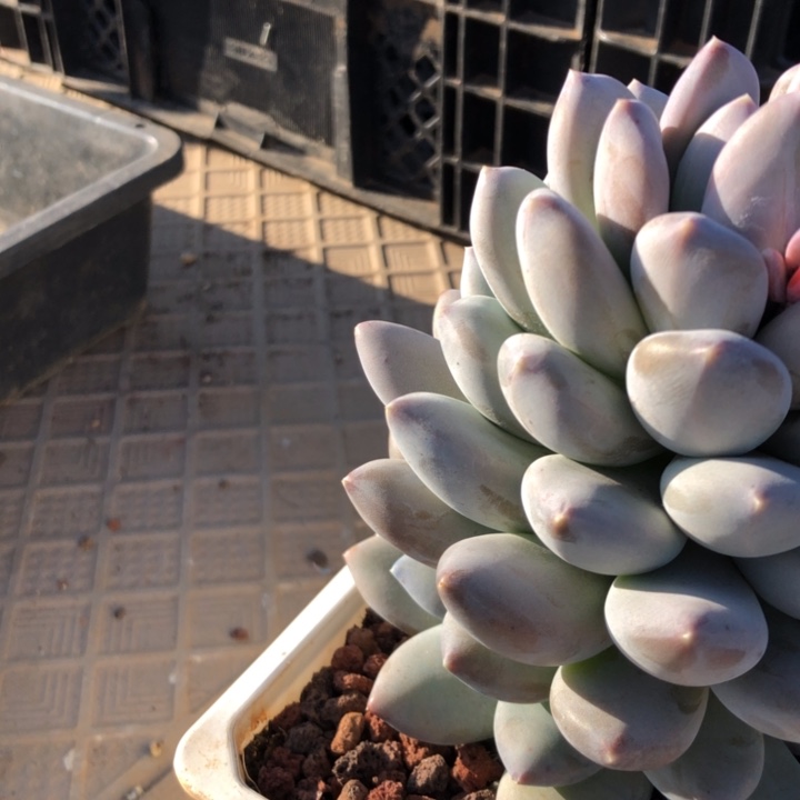 仙****店86//////////////