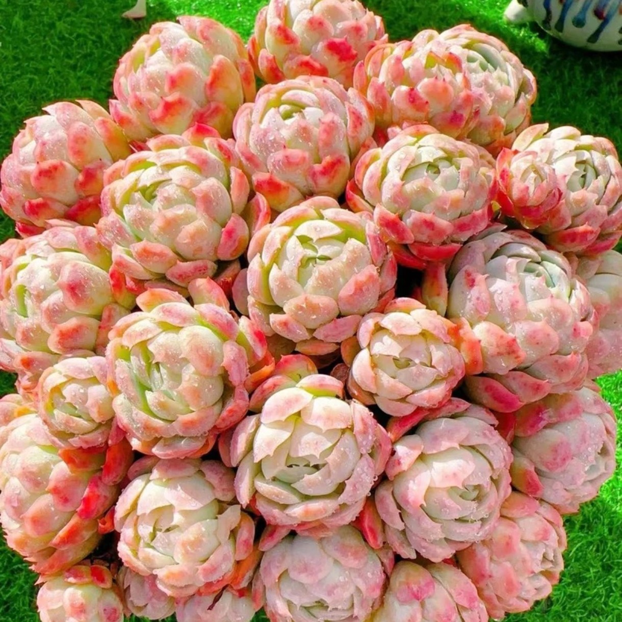 M香水贝瑞+草编蓝 新手室内室外 好养好活 耐旱漂亮 云南基地发