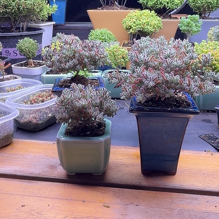 可***x269四颗冰晶。     