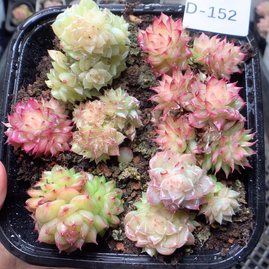 无花朵D152。yyyyyyy