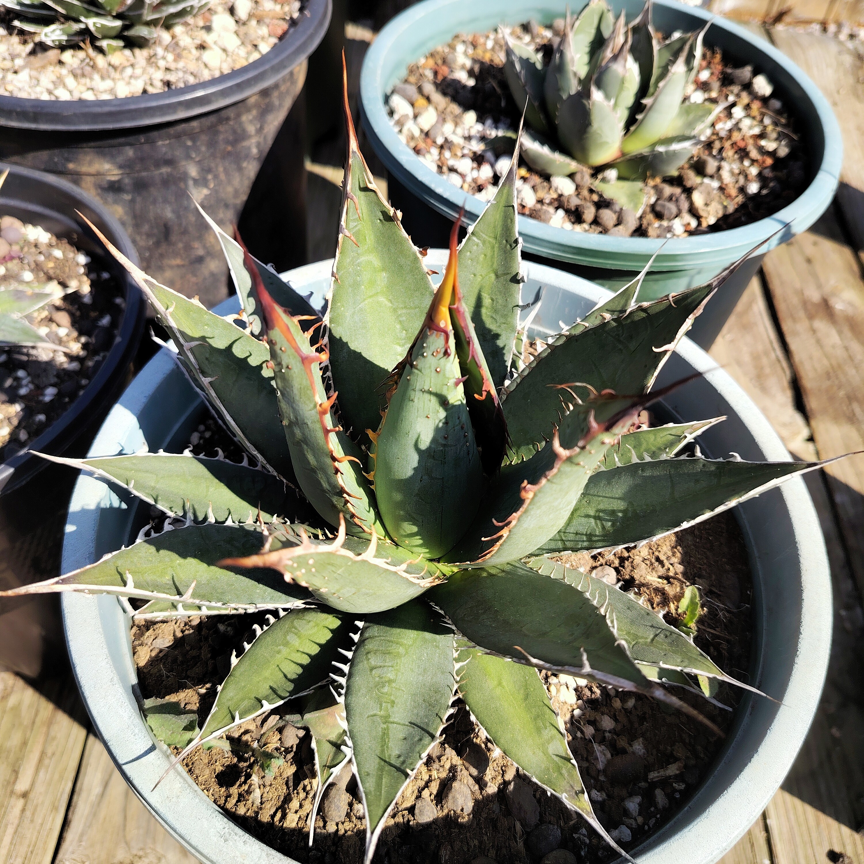 背刺帝释天优选龙舌兰耐旱25cm 多肉植物沙生植物