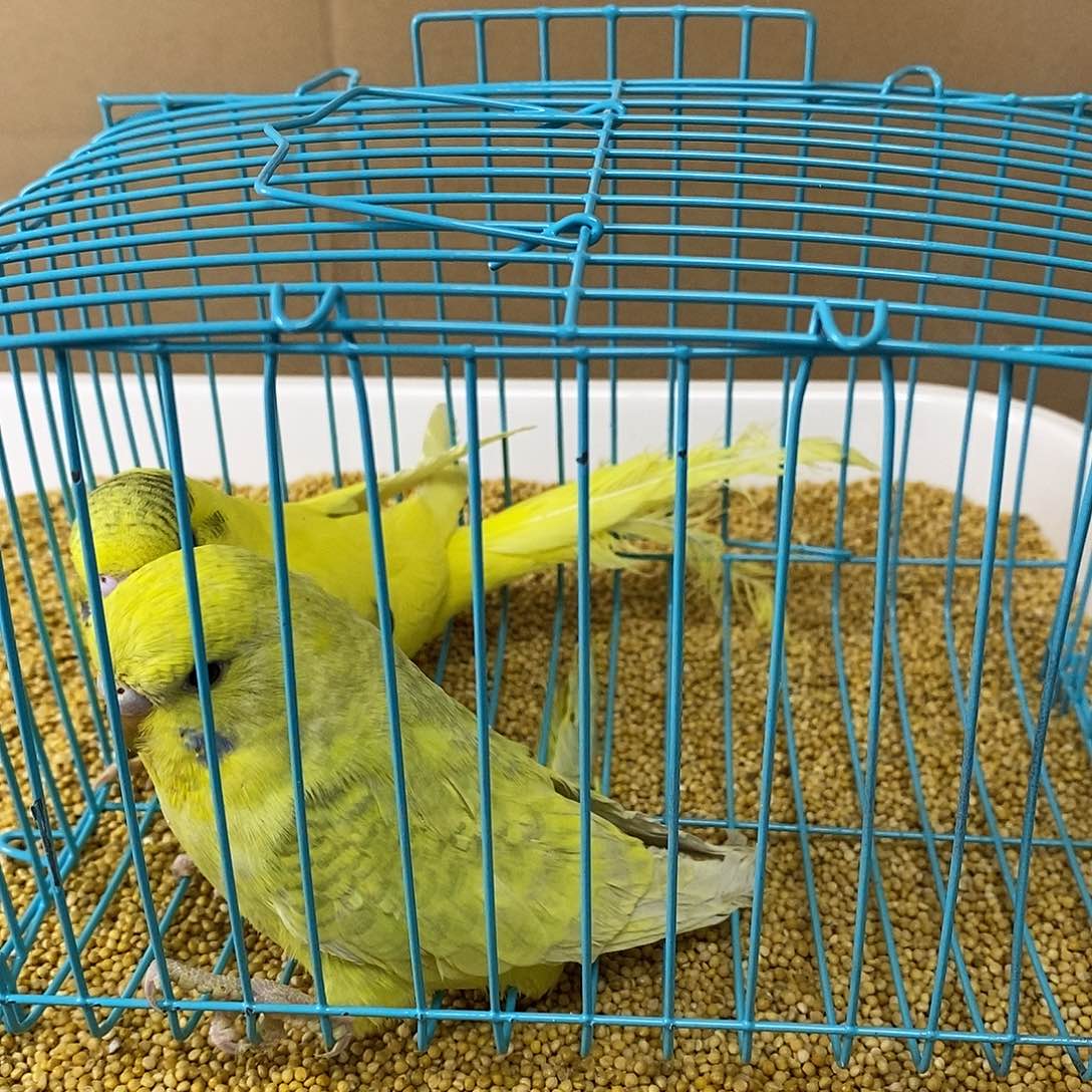 虎皮鹦鹉大头虎皮