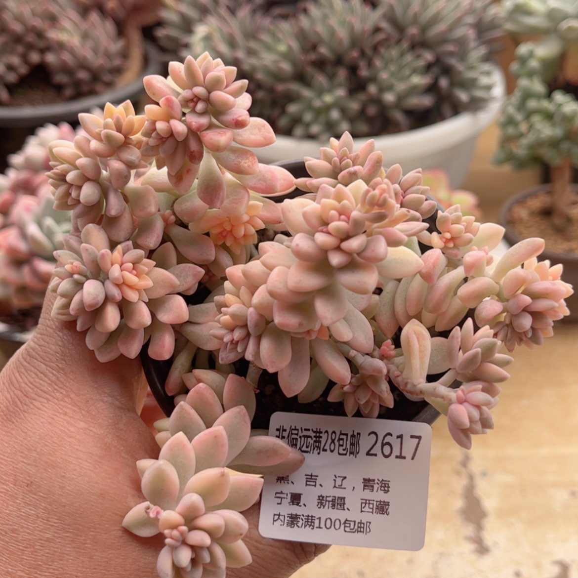 【闪购商品】2617姬秋丽锦