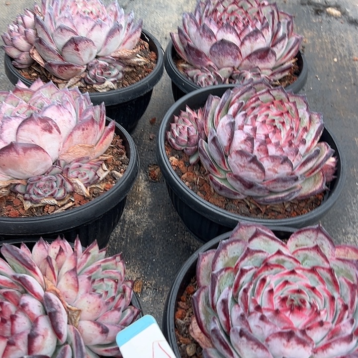 8拉糖带盆一个多肉植物