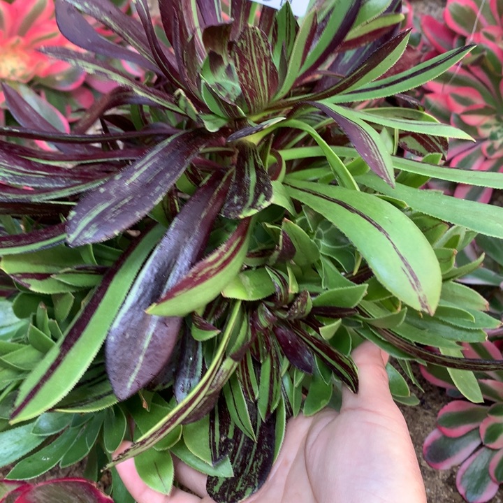 368多肉植物一物一拍