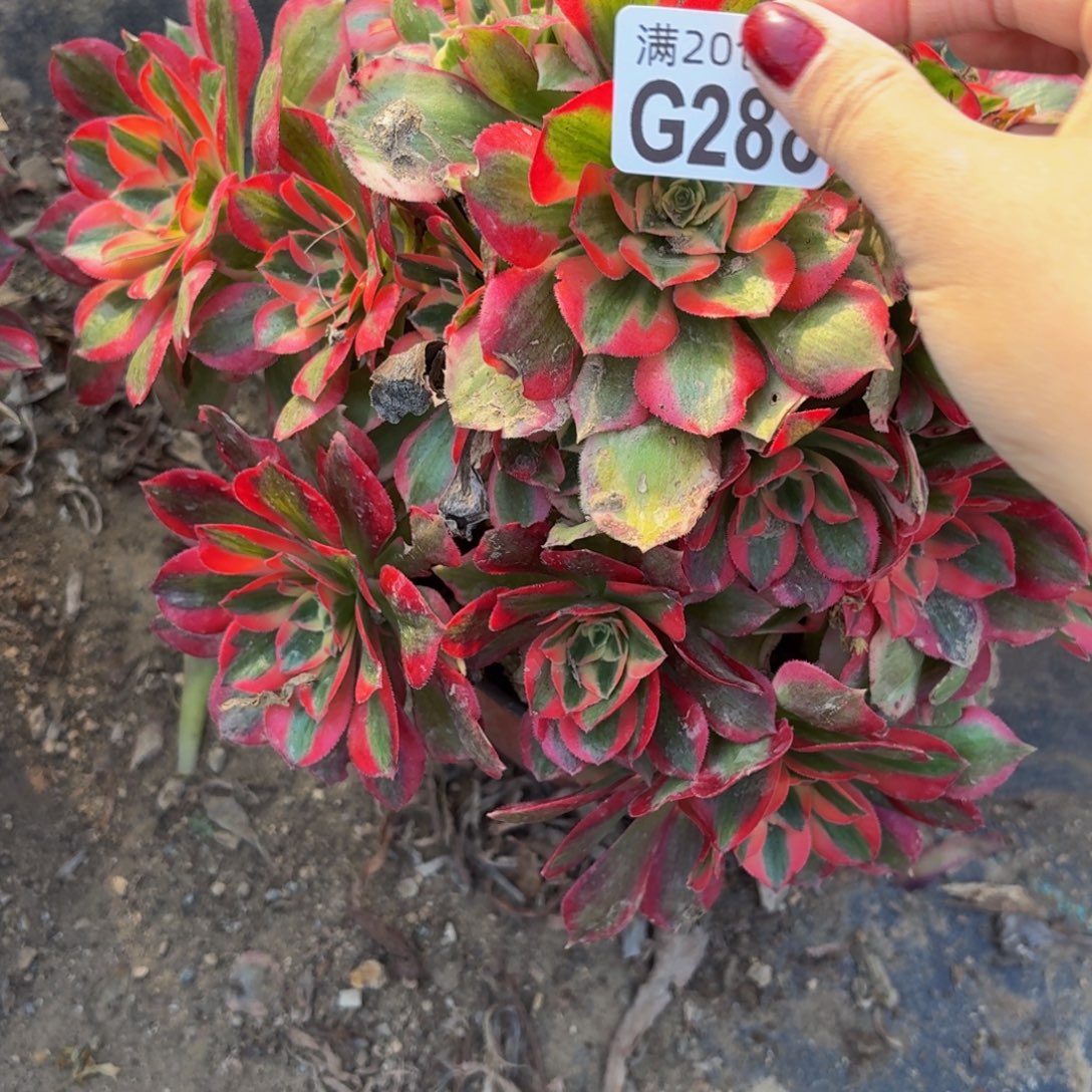 288多肉植物捧花的时候