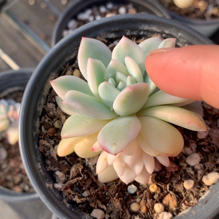 梦露锦多肉植物的