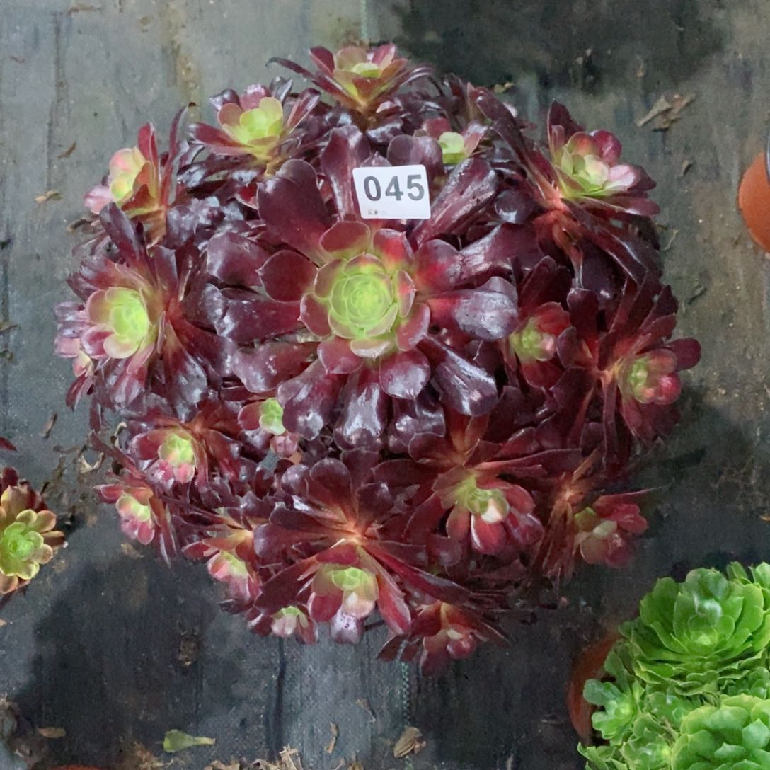 绞*机花纳045多肉11111