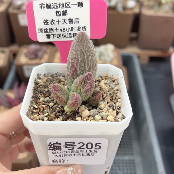 205苍龙多肉植物