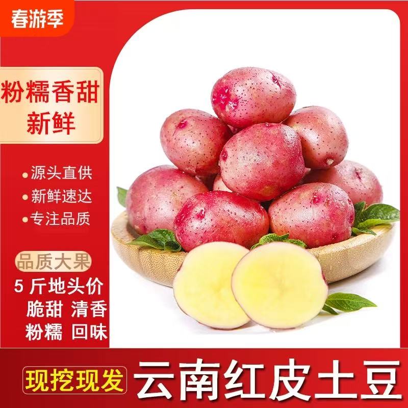 云南特产红皮土豆