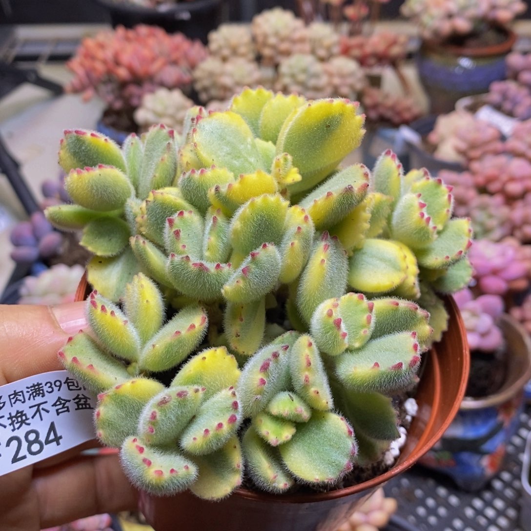 不包整运输会有掉叶子284