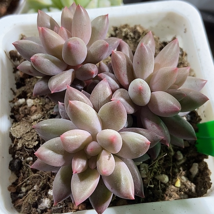 多肉植物车厘子817