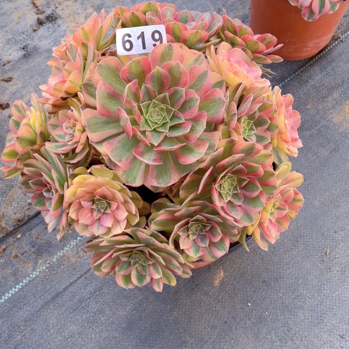 619老庄多肉法师雨荷