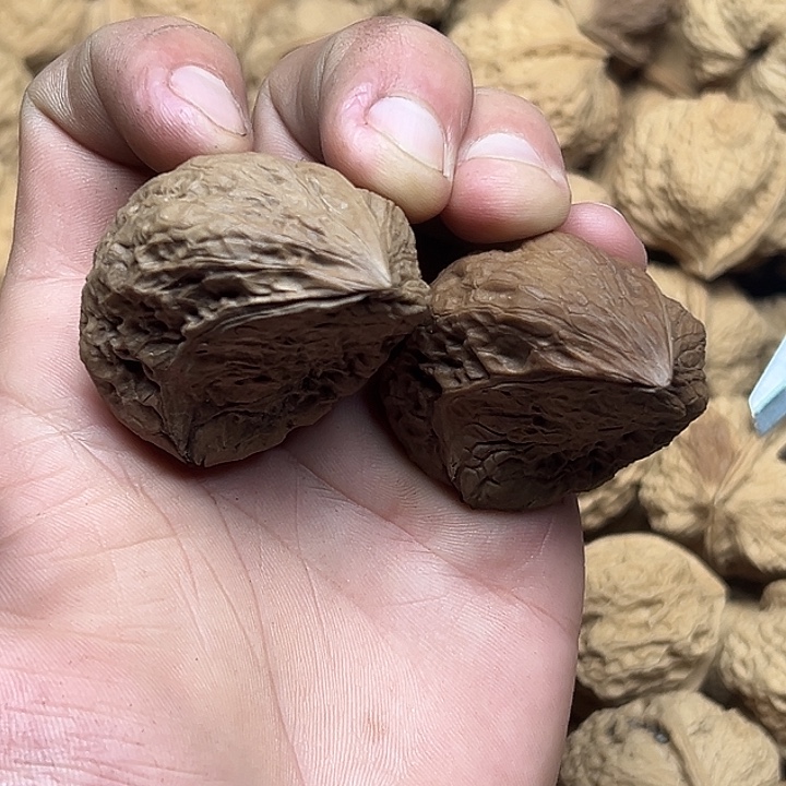 文玩核桃把件48号蛇头半壁41尺