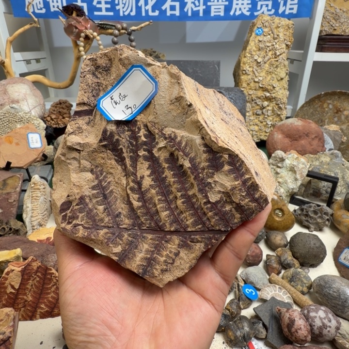 玉家居标本家居摆件