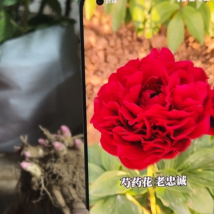 阿***哥完全开放老忠诚大颗