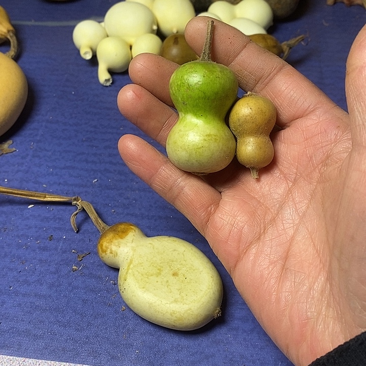 ᰔ****葫芦青皮葫芦手把件