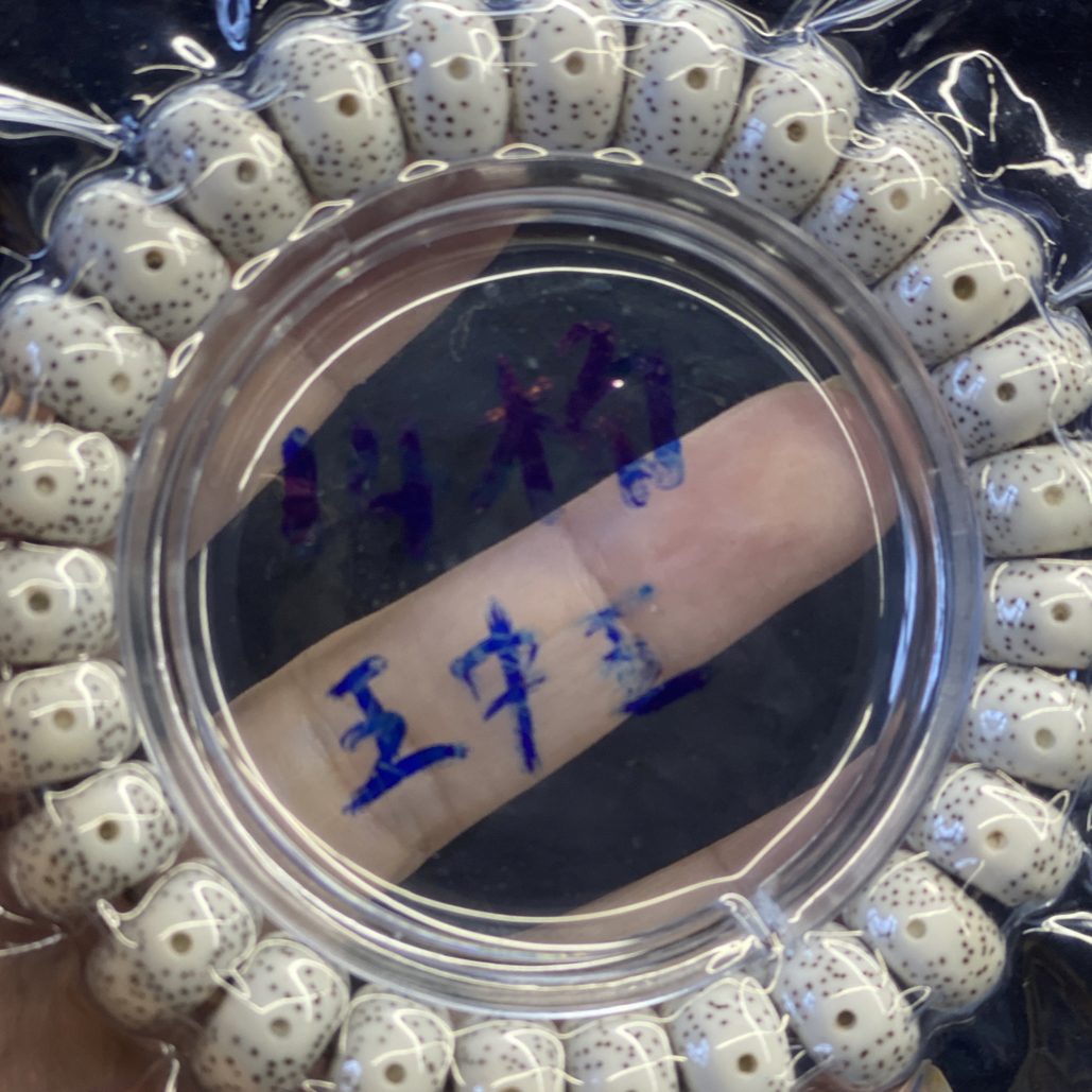 海南星月菩提 脱脂14桶 月朗星稀 