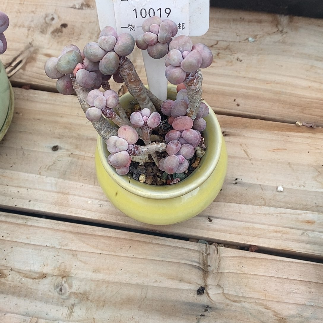 19哦哦璐璐某哦魔芋