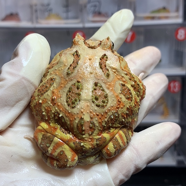 角蛙1899 清仓原色公