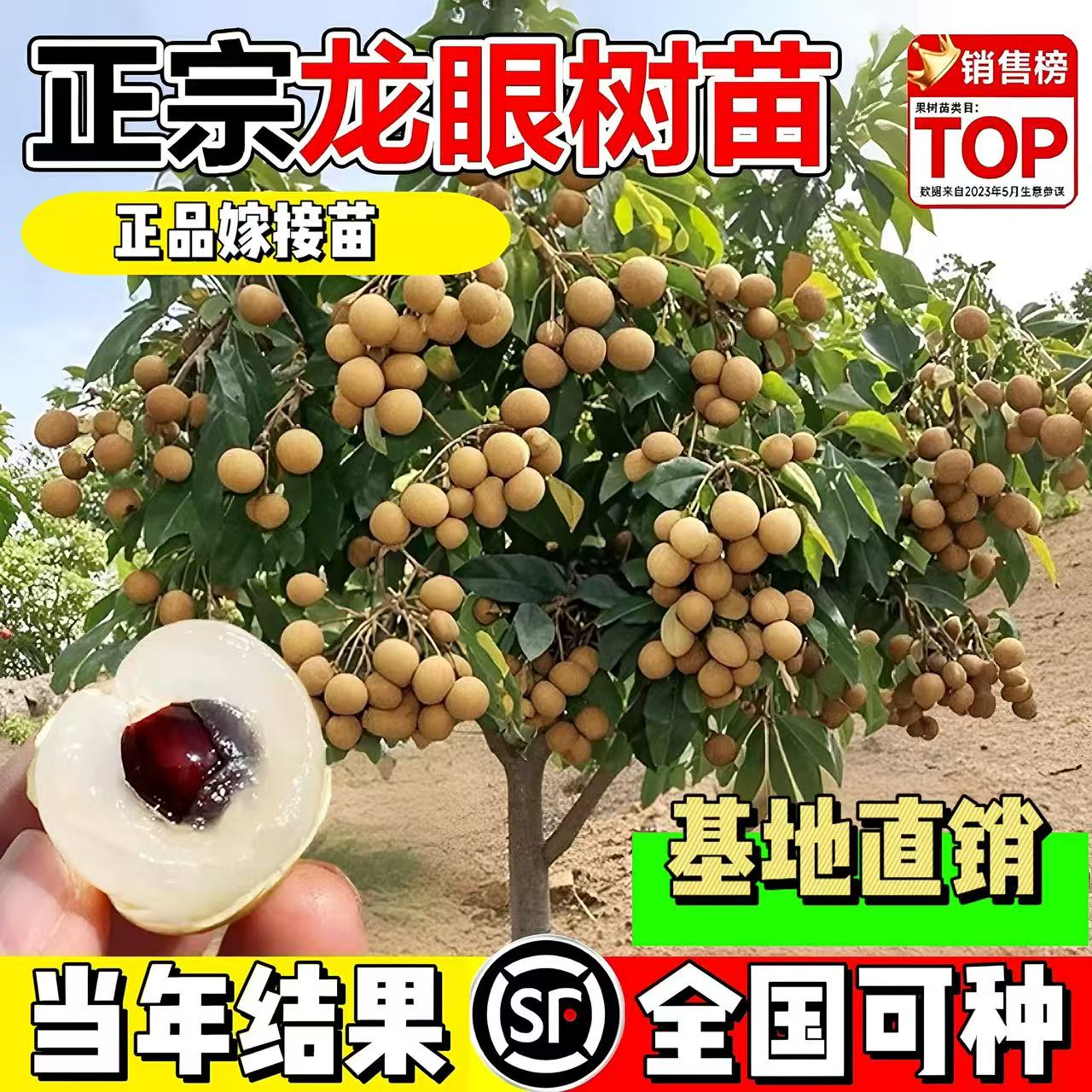 嫁接龙眼树苗桂圆红皮石硖储良四季龙眼苗地栽带土带叶南方种植