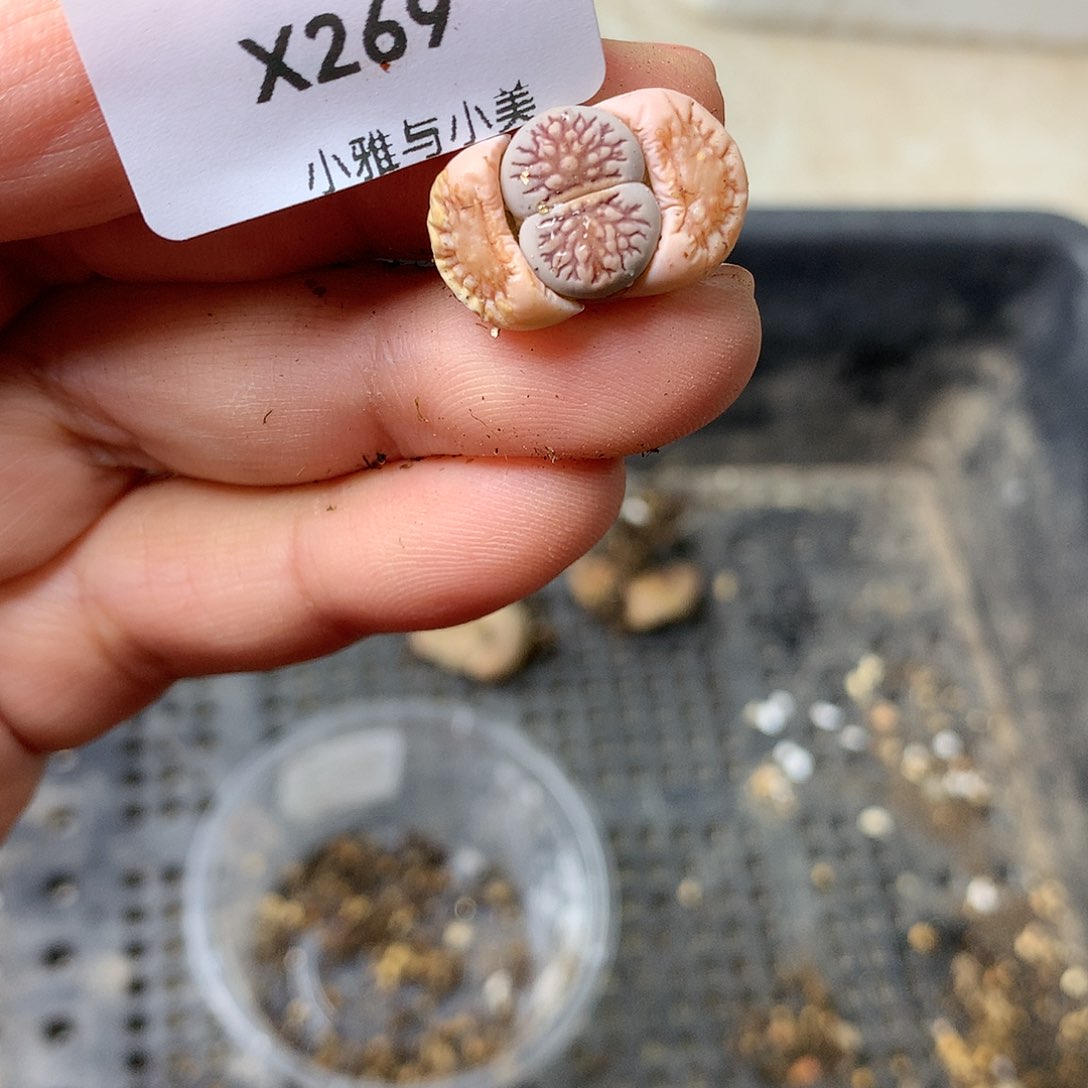 X269多肉植物保护研究所