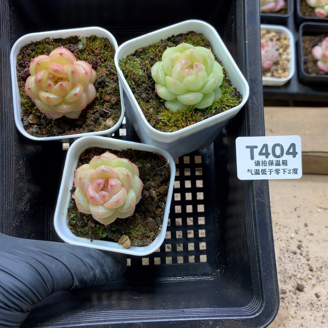 懒羊羊一物一拍专拍