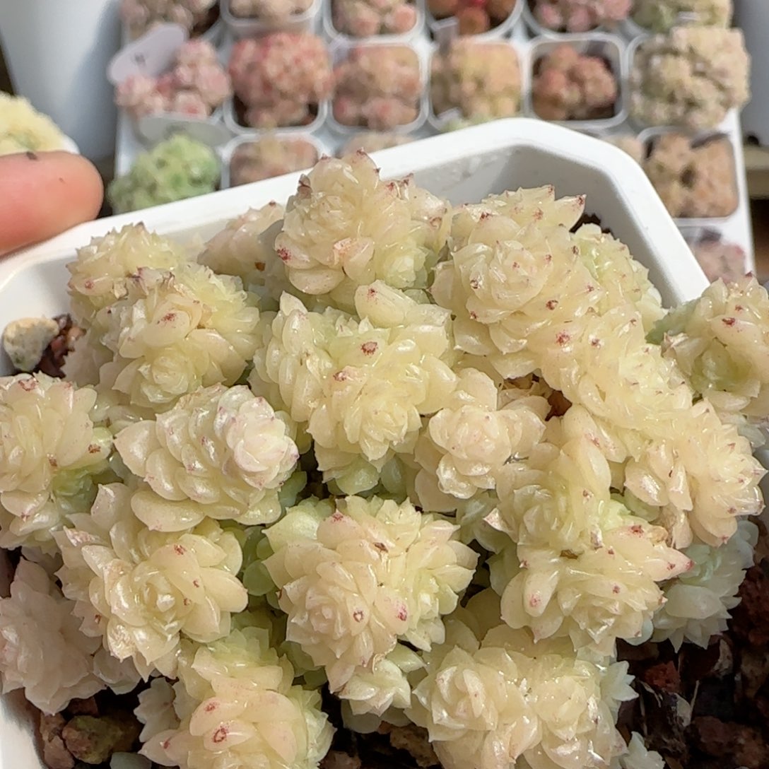 【闪购商品】0205-94（珠光优选麦杆