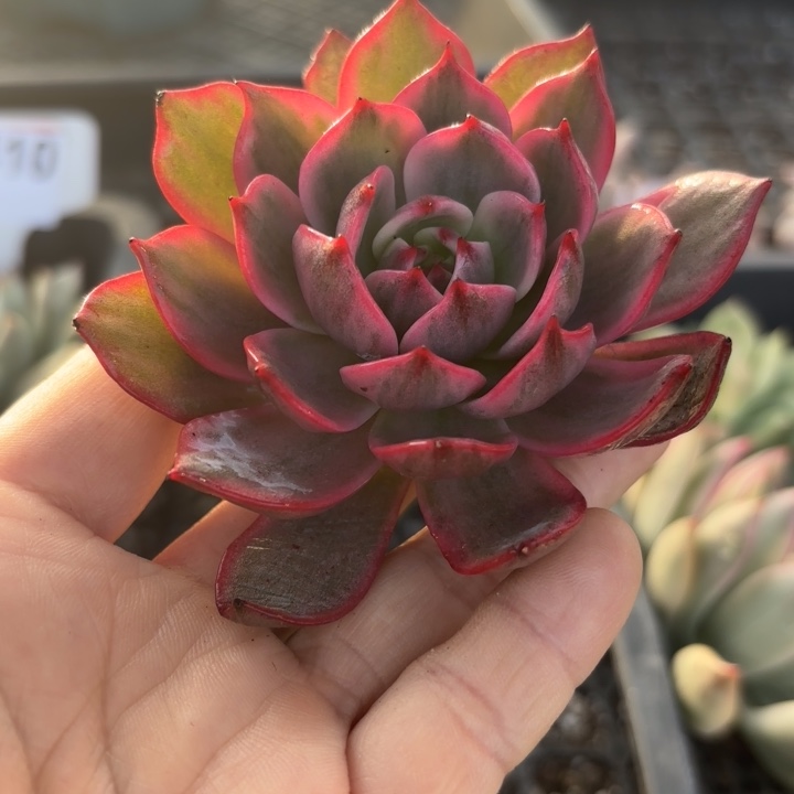 劳伦斯锦多肉植物多肉植物