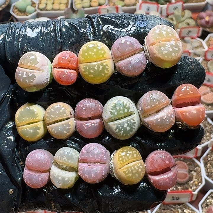 生石花233:：：。  65