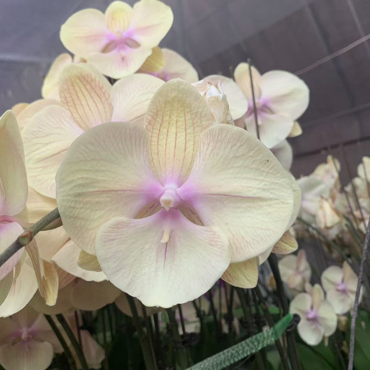 十月里蝴蝶兰【黄金满堂】双梗带花发货