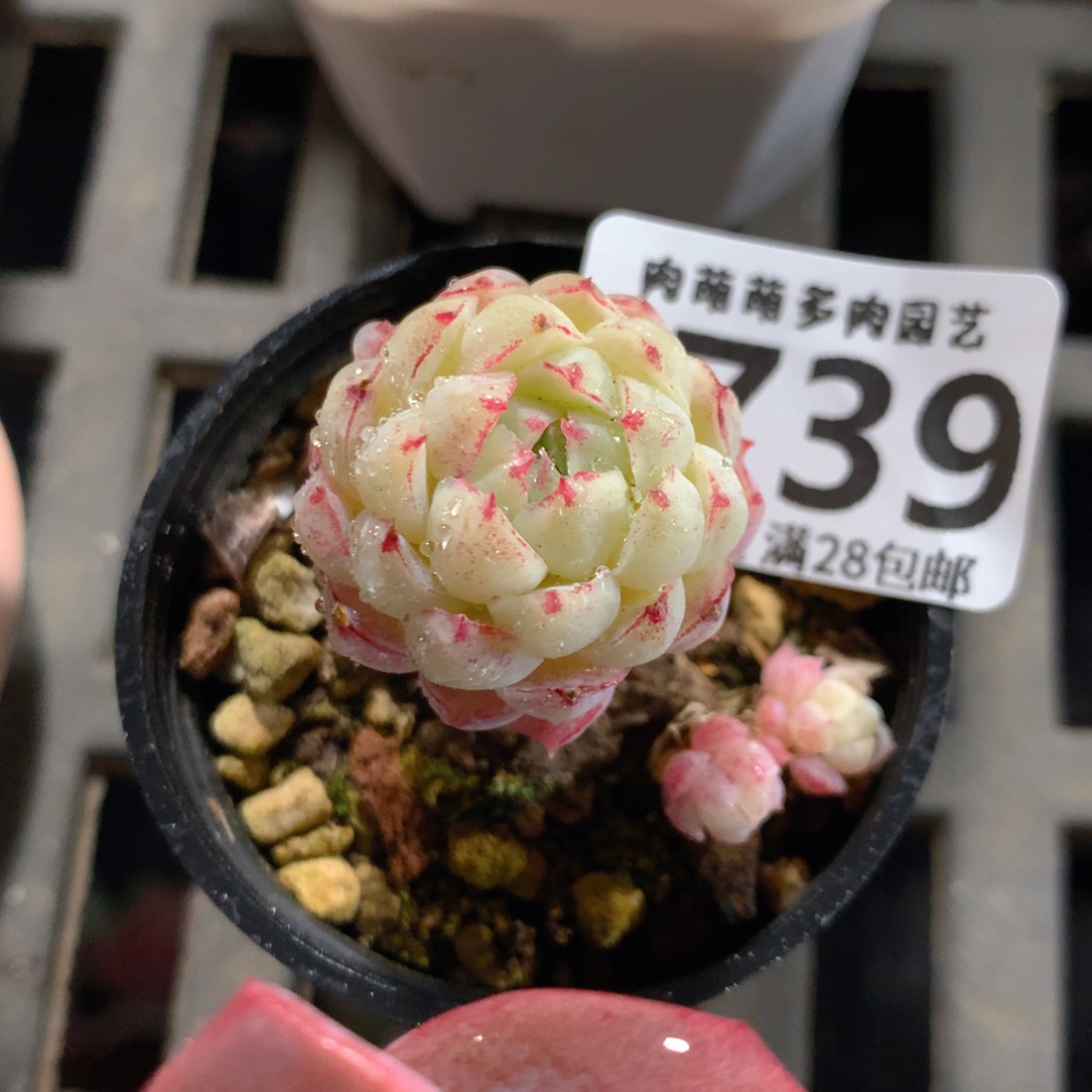 5CM拇指盆精控多肉ZL739