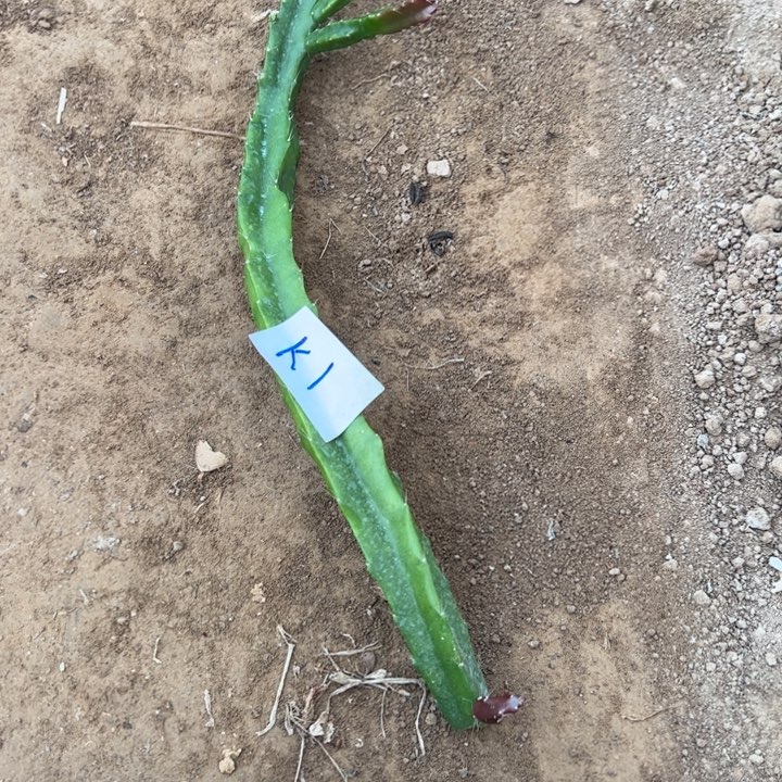 荷***店K1鼠尾零件XE侧芽