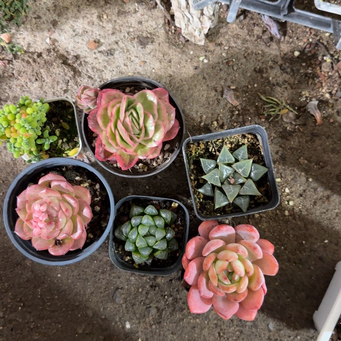 Yk转帐多肉植物包邮