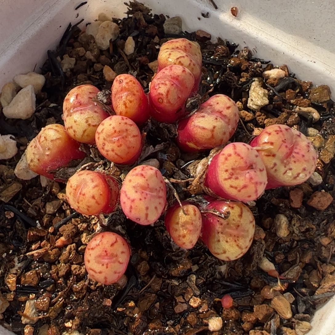 963多肉植物百科