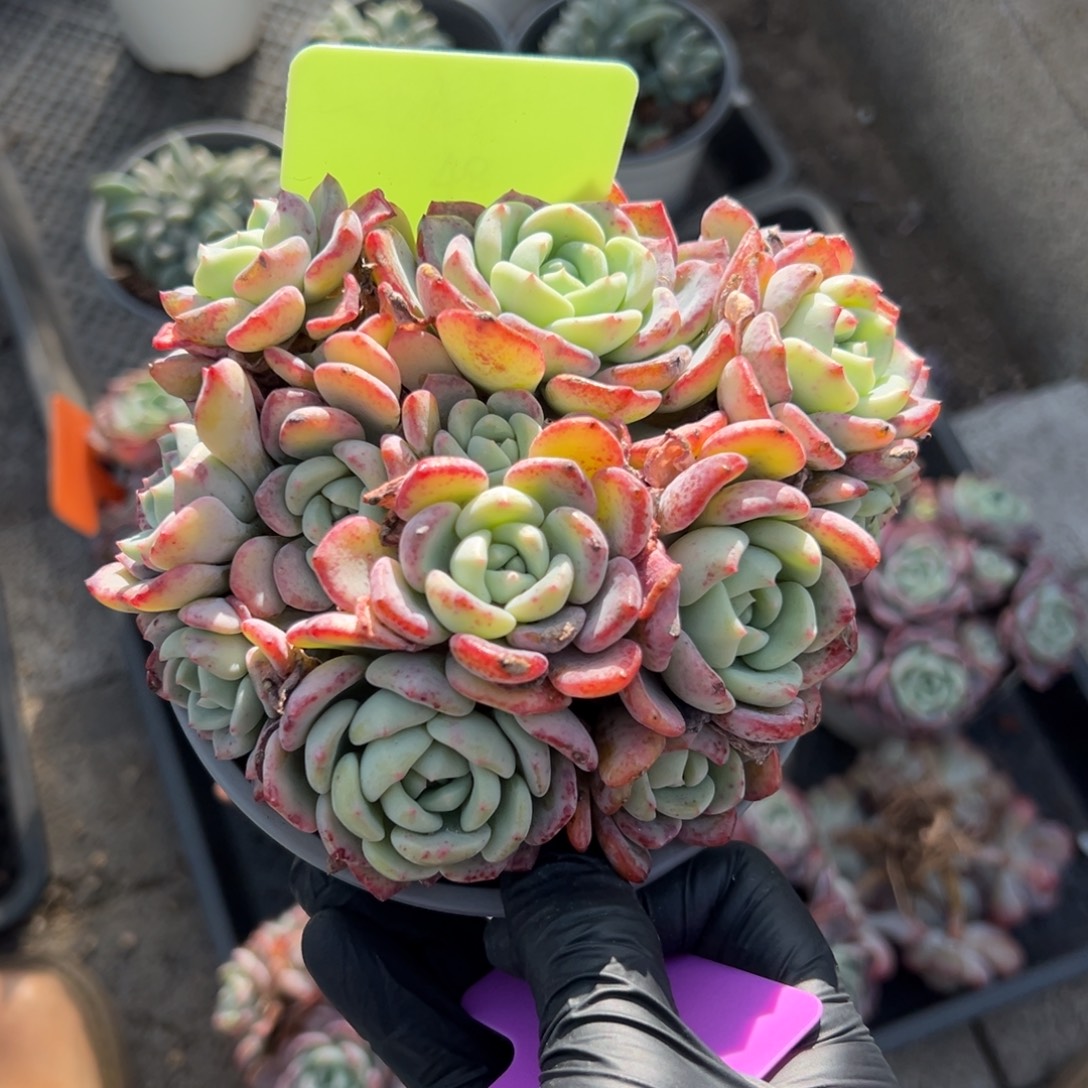 千山雪111111111111