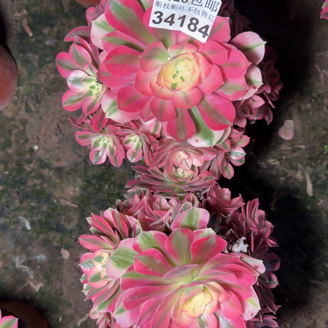 34184两颗女巫不包断枝多肉