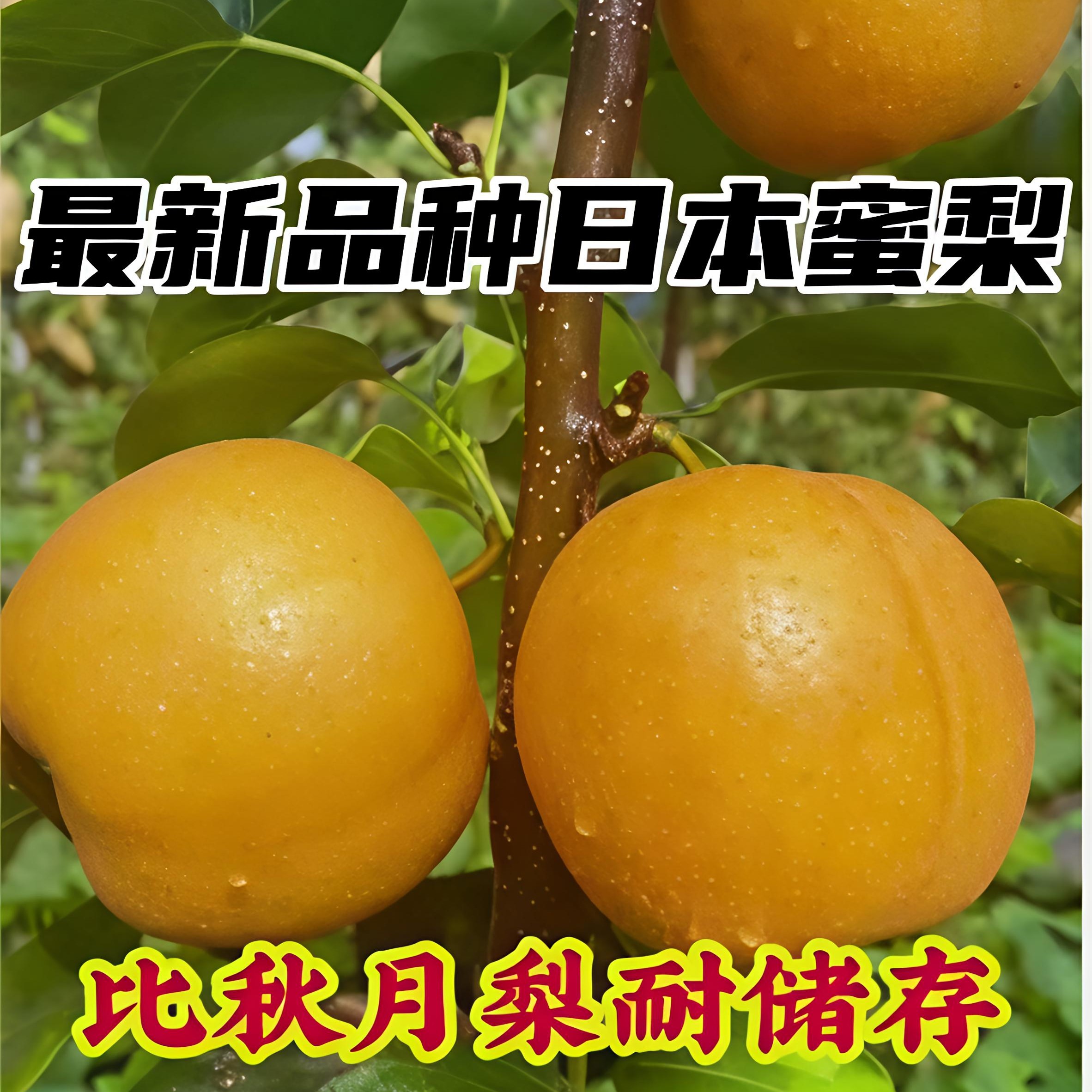 日本早蜜梨 8月份中上旬成熟 脆甜细腻 耐储存   盆栽南北可种植