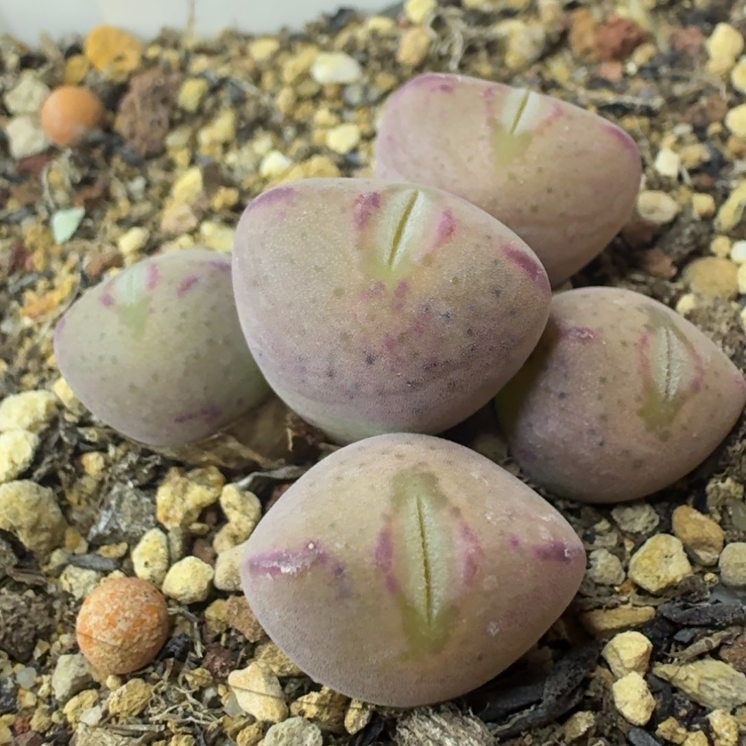 885 粉体毛口笛。         