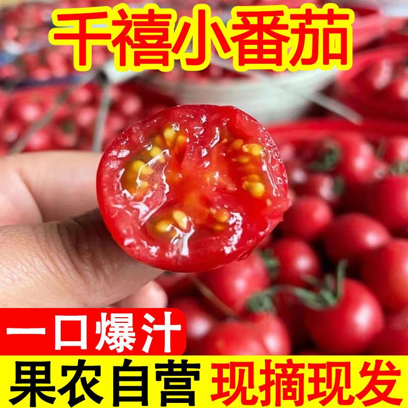正宗四川攀枝花千禧小番茄高山新鲜圣女果樱桃番茄千禧小番茄