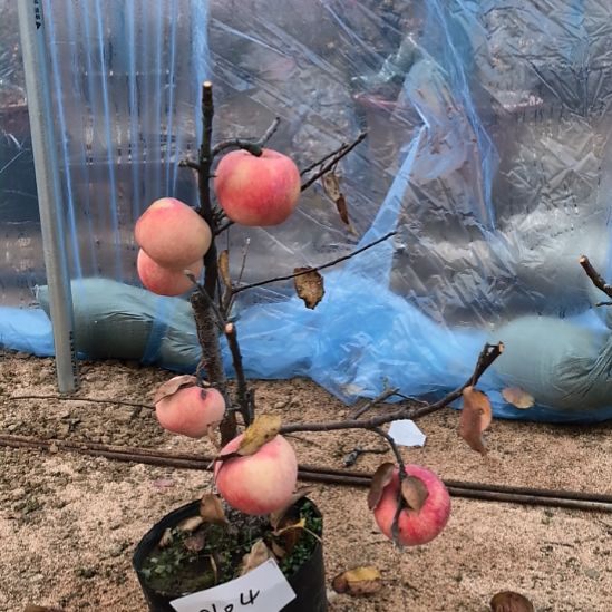 无花朵小高杆精品苹果盆栽