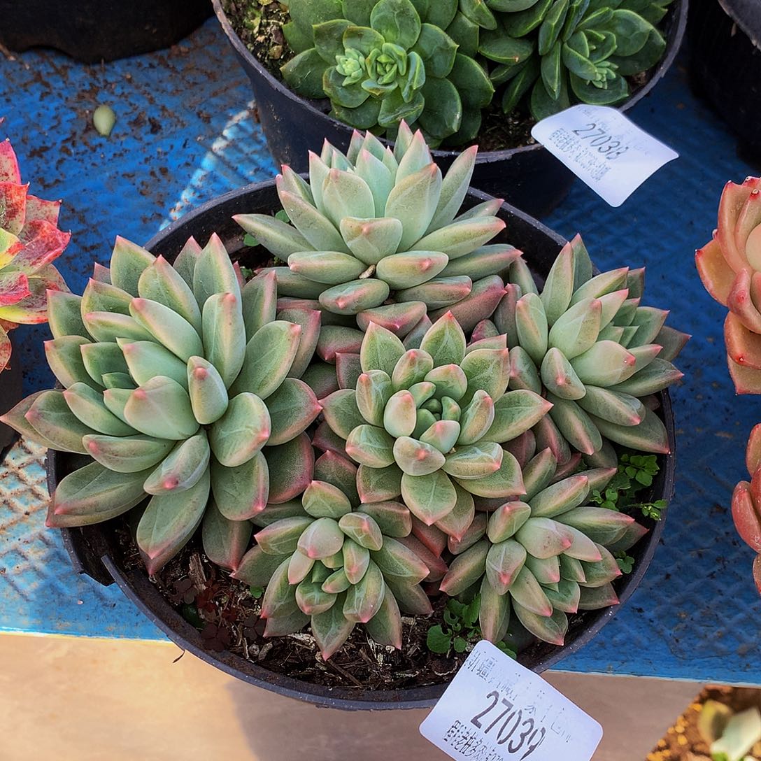 冰***️雪花美人27039多肉多肉鱼