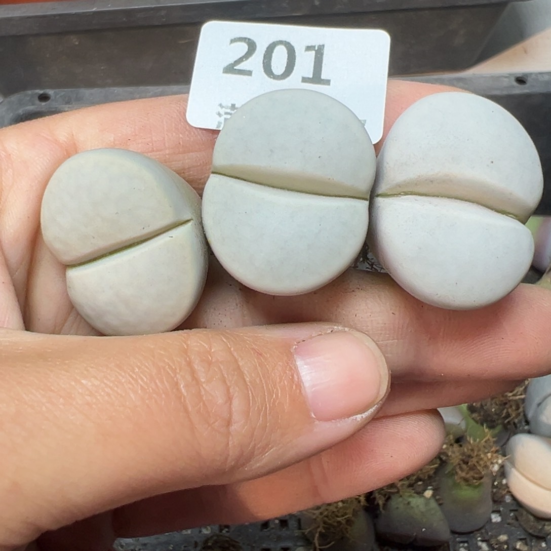 【闪购商品】201……