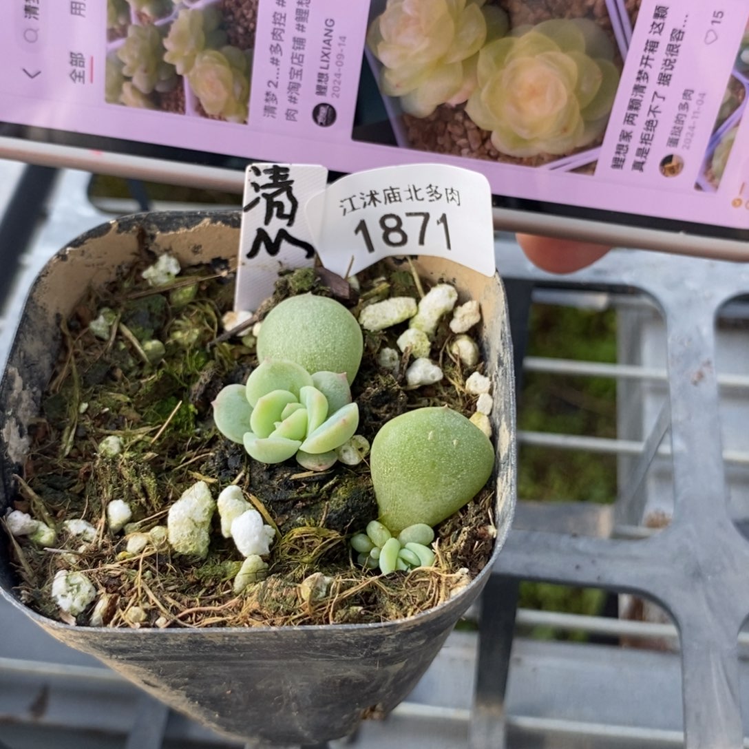 标1871清梦一盆2颗